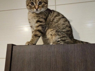 darujem-krasne-maciatko