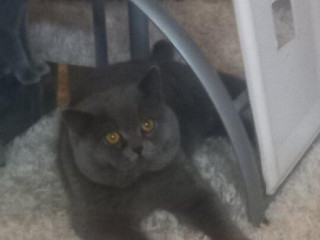 britsky-kocur-krytie