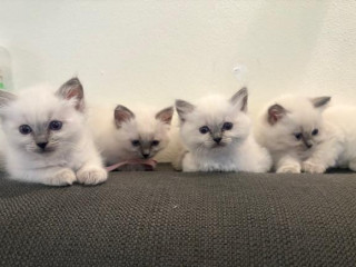 ragdoll-maciatka-s-pp