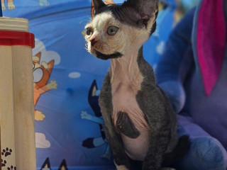 devon-rex-kocourek-s-prukazem-puvodu
