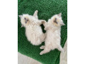 maciatko-ragdoll-small-0