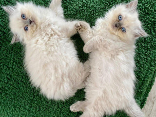 maciatko-ragdoll
