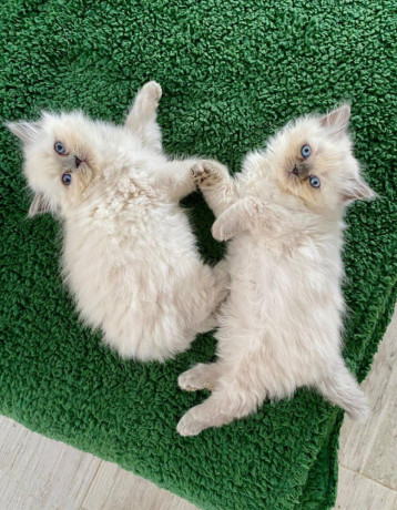 maciatko-ragdoll-big-0