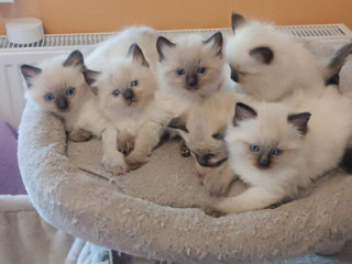 ragdoll-maciatka-macka